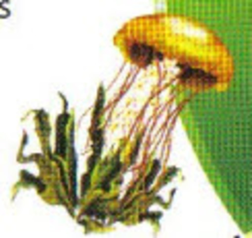 Aparecen los promeros seres vivos