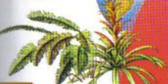 aparecen las primeras plantas