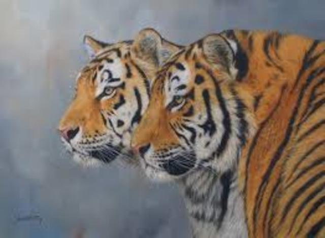 Natalie's Individual Challenge