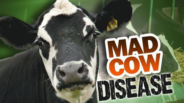 Mad Cow Disease Hits Britain