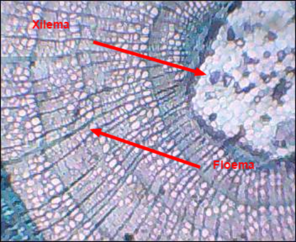 Nascimento Tania Sa Pinto