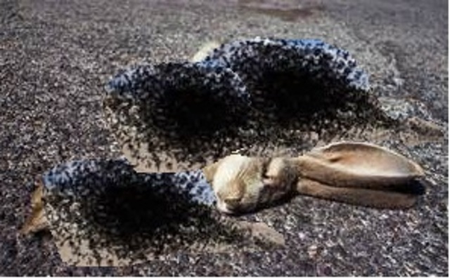 the swarm kills the rabbit