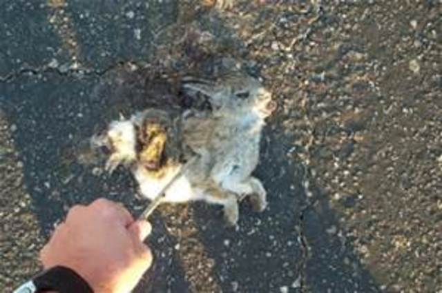 Jack foreman goes to the rabbit with Mae to examine it