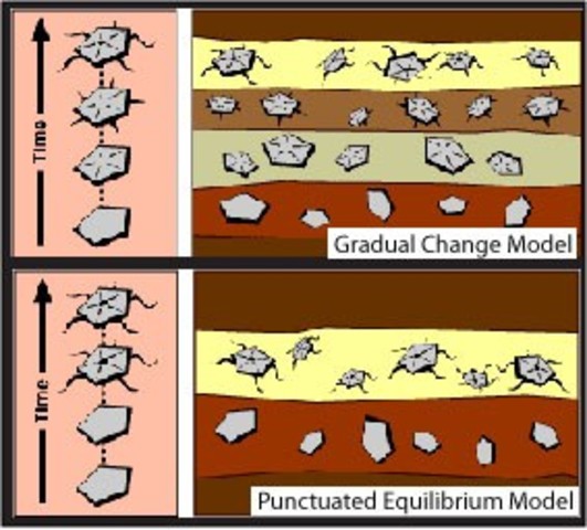 GRADUALISM OR GRADUAL CHANGE