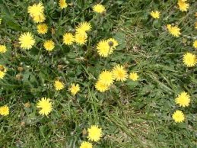 Natural Science Society