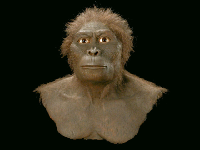 Australopithecus africanus.
