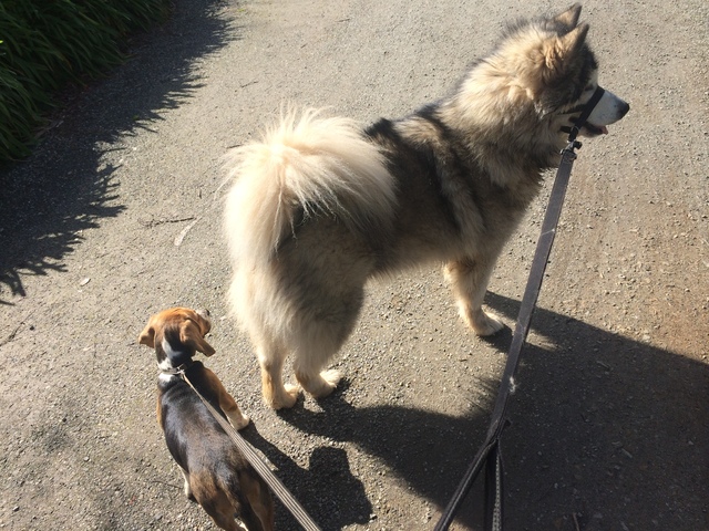 Willow's first walk.