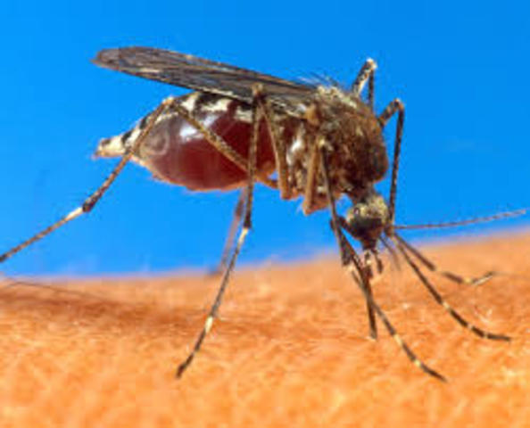 Primer brote del virus en Europa e Italia