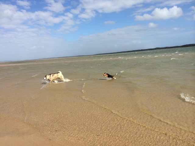 Willow's first time at the beach.