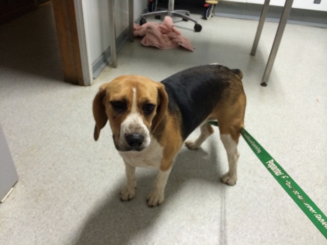 Willow's emergency visit to the vet