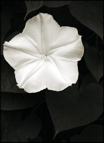 First draft of proposal due