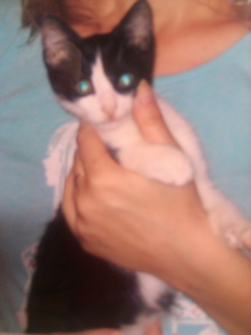 Подарили кошку