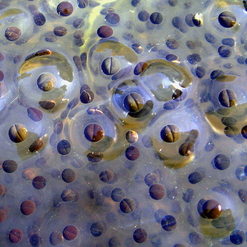 Frog Spawn