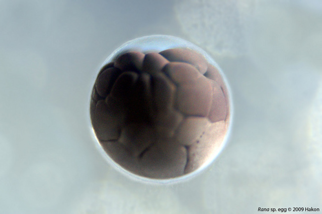 single frog egg
