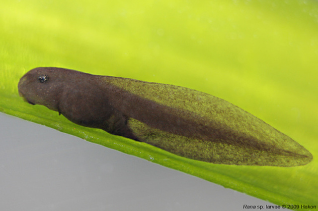 embryo attached to weed