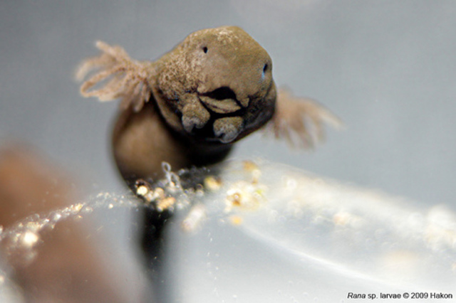 developing into a tadpole