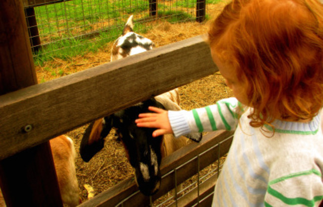 Collingwood childrens farm opens