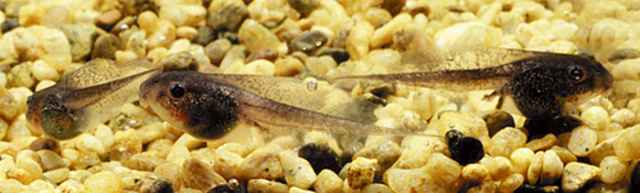 frogs begin to grow legs