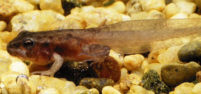 Tadpole with all legs