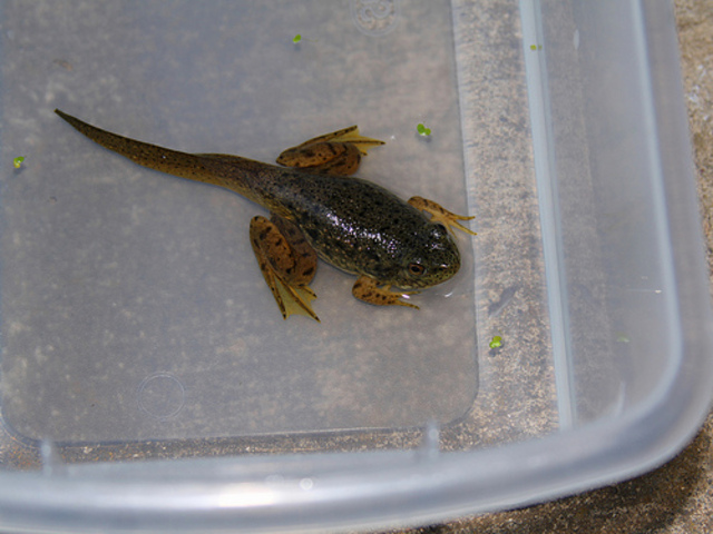 getting ready for life on land