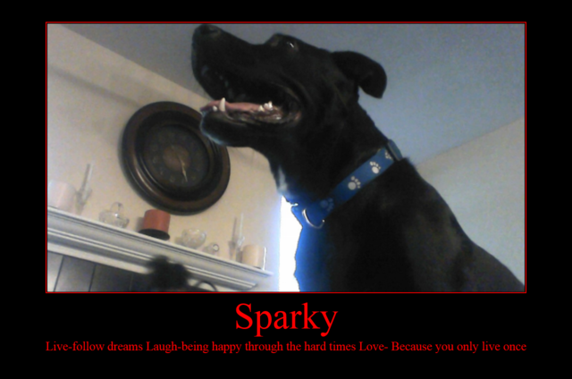 Yo recibí mi perro Sparky.