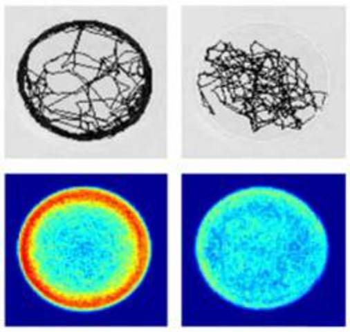 Software de reconocimiento en roedores y pez cebra