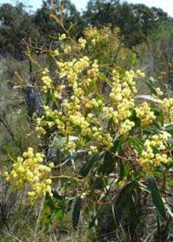 Autotrophs, consumers and decomposers