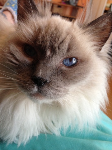 hace diez años que yo obtuve mi gato. Mi gato se llama Misty.