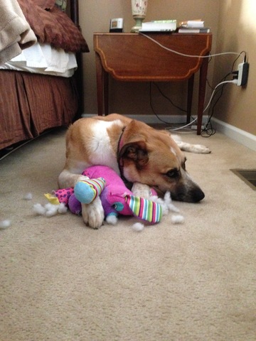 Hace dos años que tiene mi perro.