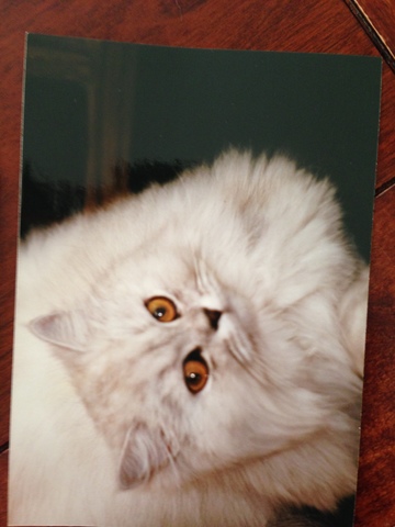 Hace dieciocho años que tiene mi primero gato muerto.