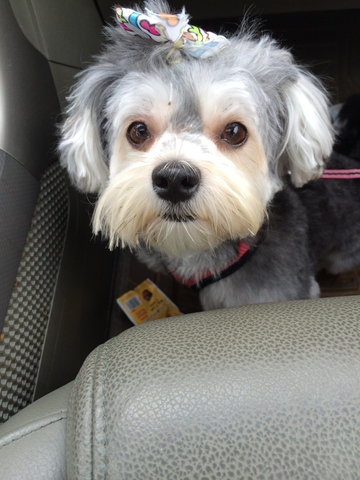 Hace dos años que mi familia obtenido mi perro. Ella es un Morkie.