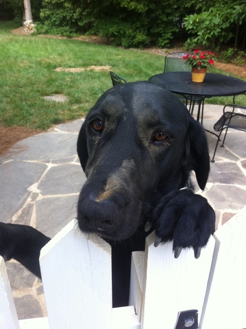 El día nosotros compramos Molly