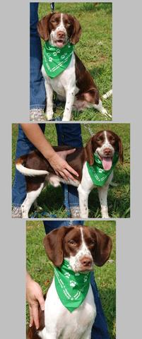 El día yo llegué mi perro