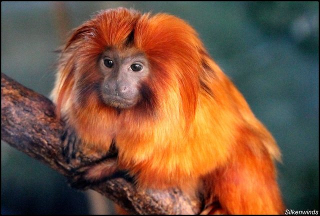 Golden Lion Tamarin