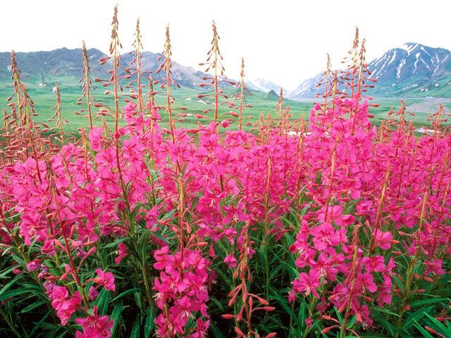 Fireweed