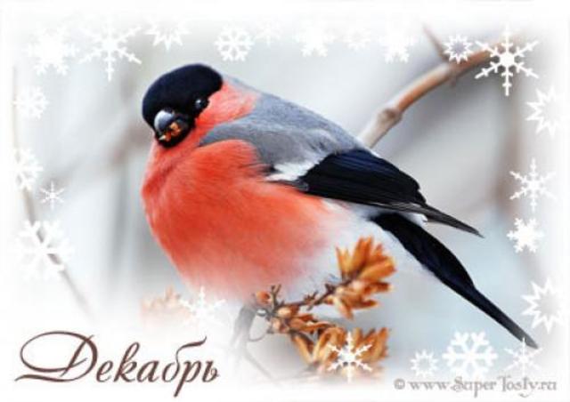 День сетевика