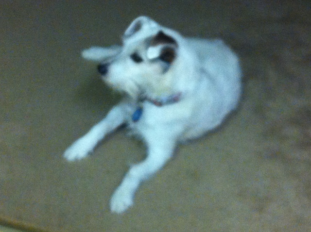 Hace doce años pasado mi pero fue nació. Ella tiene doce años ahora