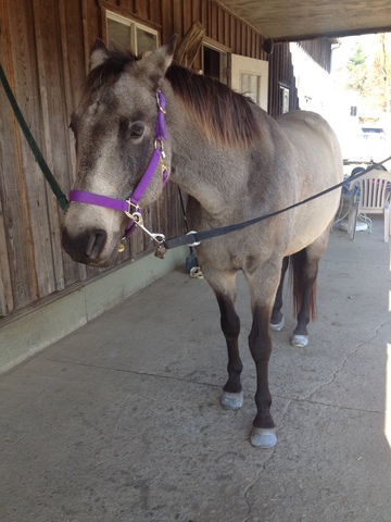 Hace siete años que yo empecé a montar a caballo. Los caballos siempre eran mis animales favoritos.