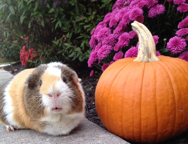 Hace cinco años que yo obtuve mi cobayo, Nibble. Yo obtenía él de una tienda de animales en Nueva Jersey.