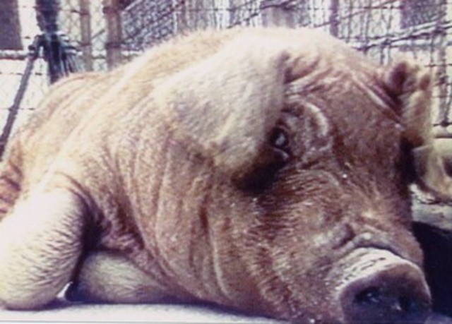 Beltsville pig