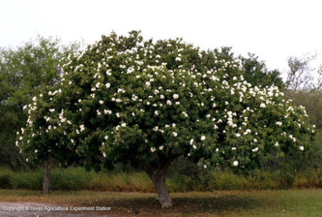 The family sits under the anacahuita tree