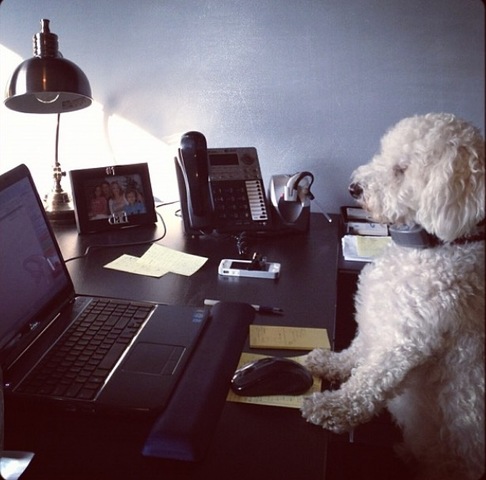 Hace 7 años que tengo mi perro.