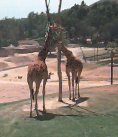 first trip to the zoo