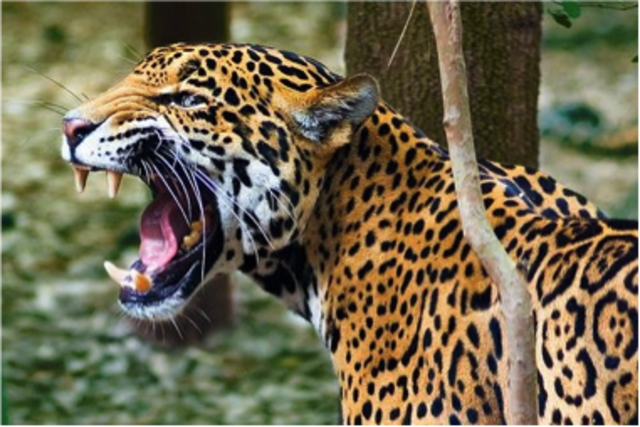 Keystone Species: The Jaguar