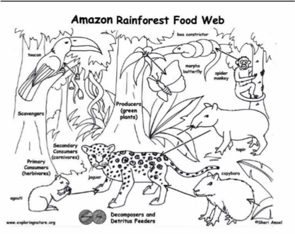 Food Web