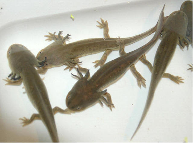 Twinning advancement