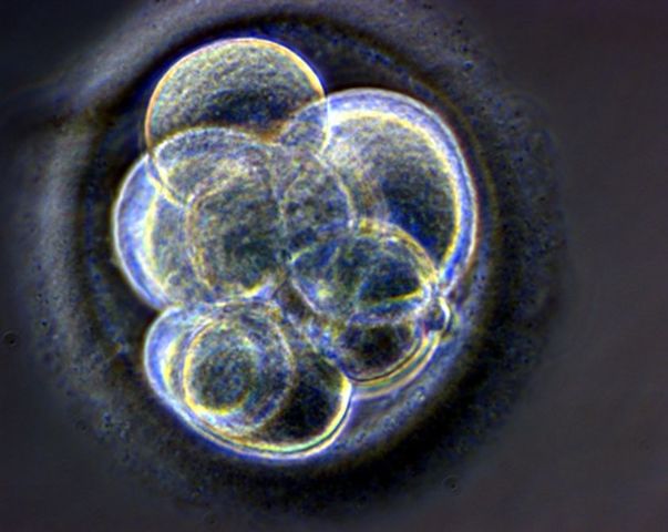 Mammalian egg cells cloned by using cell transfer