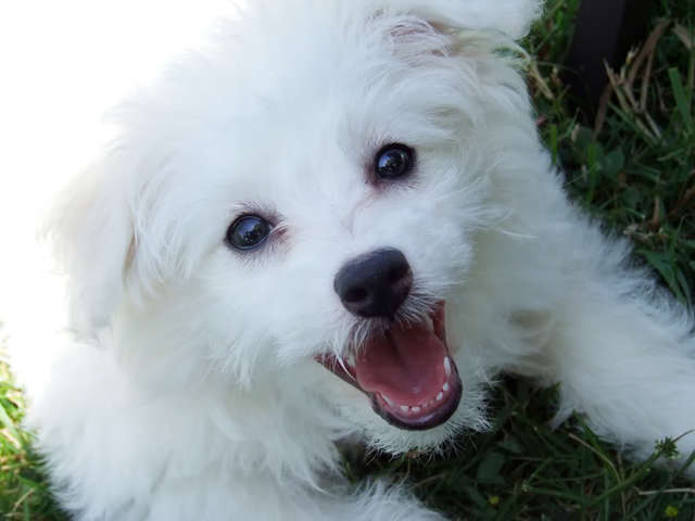 Hace cinco años que obtené mi perro, Coda. Ella es un eskipoo.