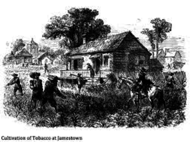 Tabacco made a profitable crop by John Rolfe