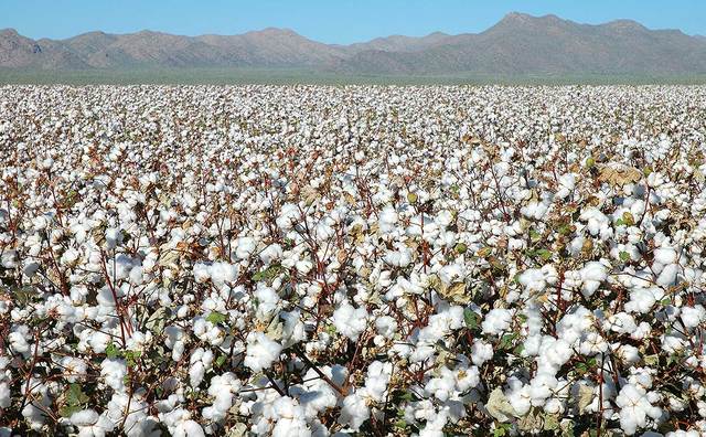 Cotton becomes a Cash Crop